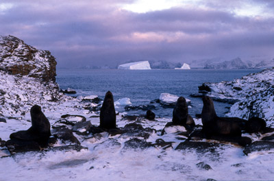 Fur Seal Group 7