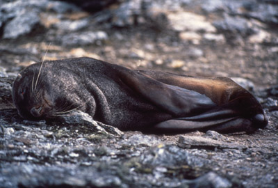 Fur Seal Solo 2