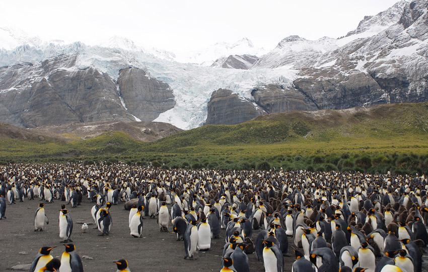 Chinstrap penguin