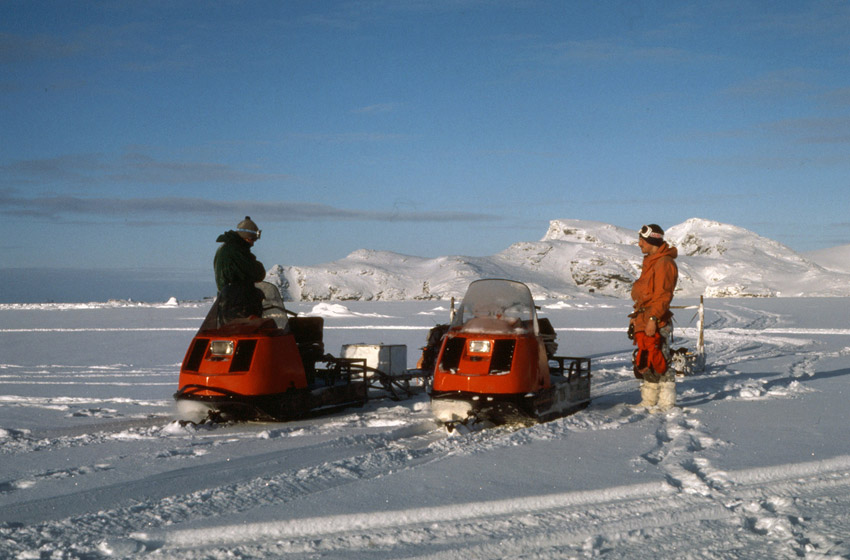 Adelie penguin