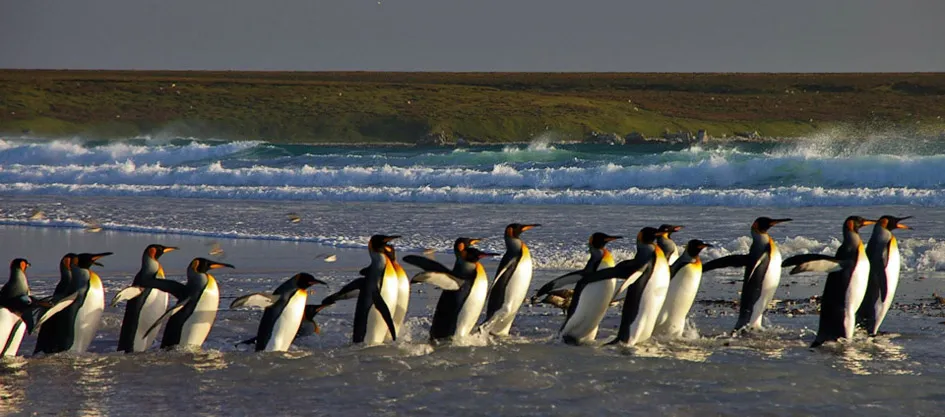 King penguins in the Falkland Islands