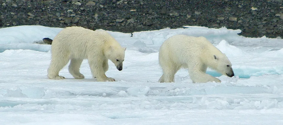 canadadian arctic travel 