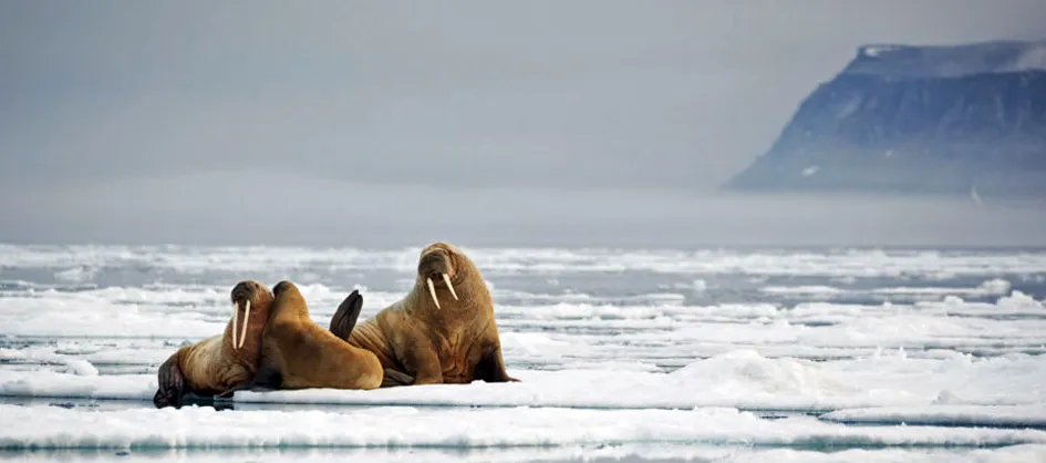 spitsbergen