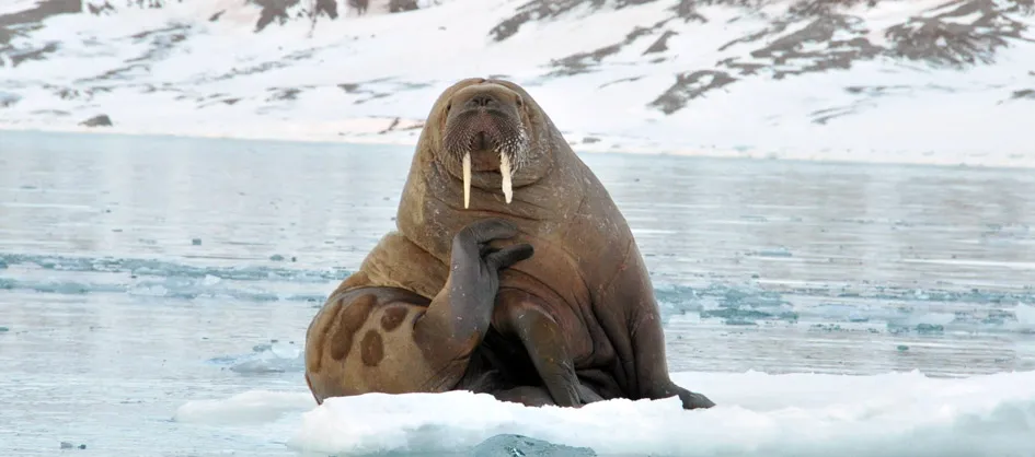 spitsbergen