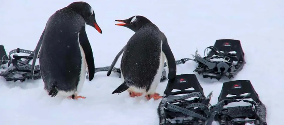 antarctica vacation