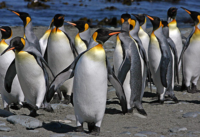 Adelie penguin