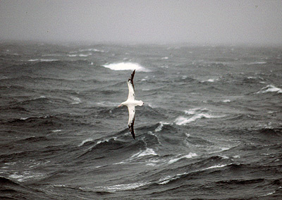 Wandering albatross