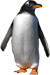 Gentoo penguin