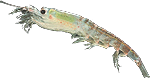 krill