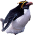 Macaroni penguin