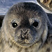 Weddell seal