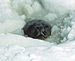 Weddell seal